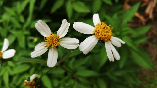 Close-up of white flowering plant