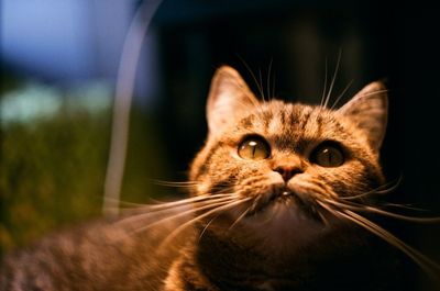 Close-up portrait of cat
