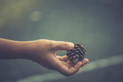 Close-up of hand holding pine cone