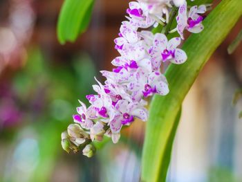 Close-up of purple flowering plant