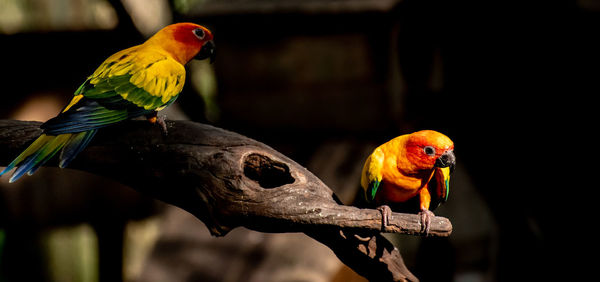 Parrots perching on branch