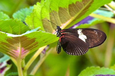 Butterfly pollinating flower