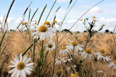 Close-up of flowers blooming in field