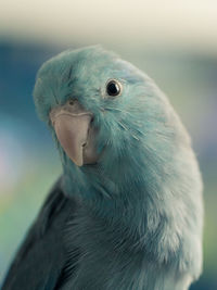 Close-up portrait of bird