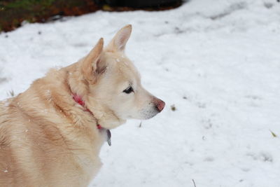 White dog navigating through snowy ground