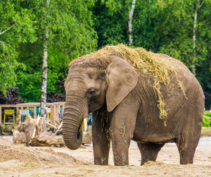 Elephant standing in a forest