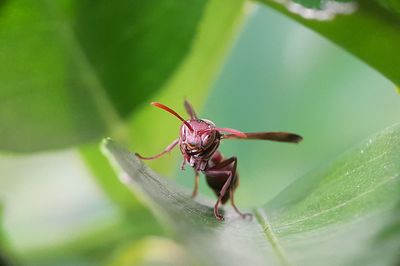 Close-up of insect on leaf