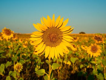 Close-up of a singular sunflower with lots of sunflowers in the background