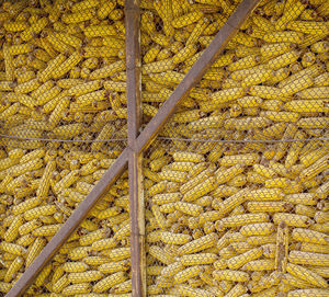 Dry corn cobs harvested for livestock feed