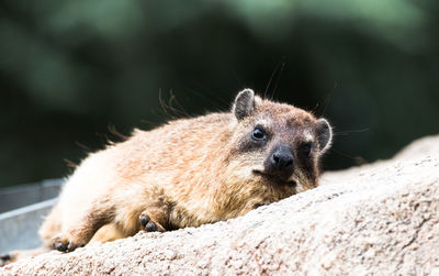 Close-up portrait of squirrel on rock