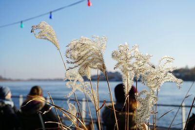 Close-up of flowering plants by sea against sky