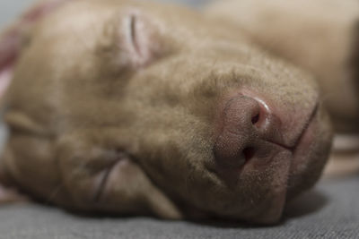 Close-up of dog sleeping