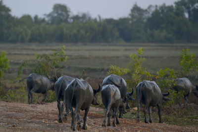 Water buffaloes walking on field during sunset