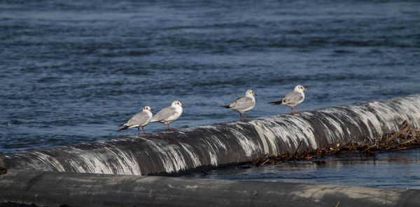 Seagulls perching on a sea