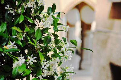 Close-up of potted plant