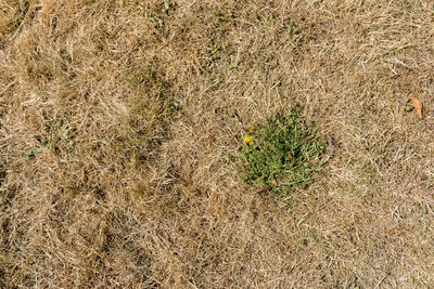 High angle view of plant on field