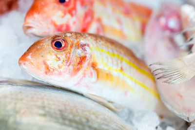 Close-up of fish for sale in market