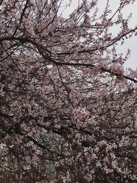 Low angle view of tree against sky