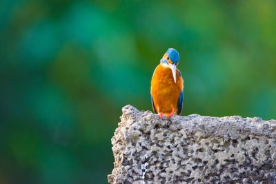 Close-up of kingfisher perching on rock