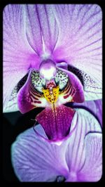 Close-up of purple iris