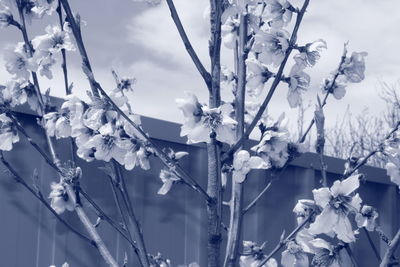 Blooms through a winter lense