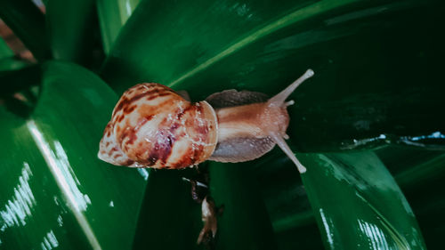 Close-up of snail on plant