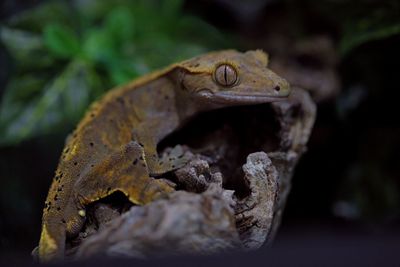 Close-up of frog on leaf