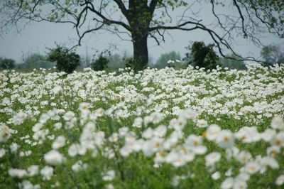 Close-up of white flowers blooming on tree