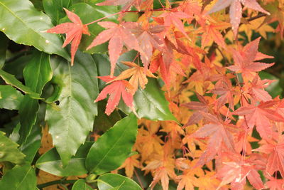 Close-up of maple leaves on plant