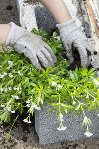 Low section of woman on plants