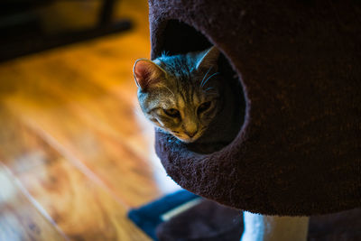 Close-up of cat looking away