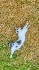 High angle portrait of cat on field