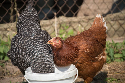 Close-up of two chickens eating from bucket