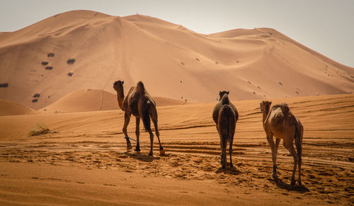 Caravan of camels in merzouga sahara desert on morocco ,dromedary camel in sahara desert,