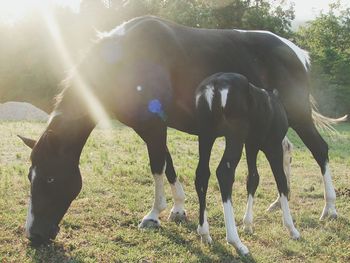 Black horse feeding foal on grassy field during sunny day