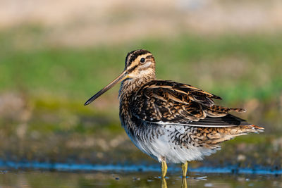 Close-up of bird perching on a lake