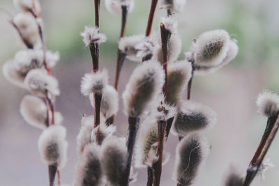 Close-up of white flowers