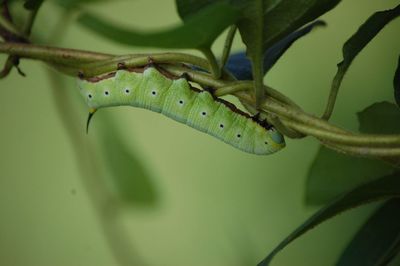 Close-up of insect on leaf