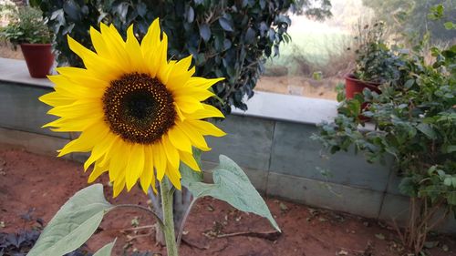 Close-up of sunflower blooming outdoors