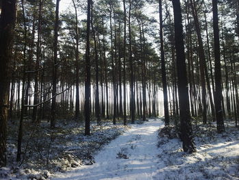 Trees in forest