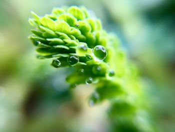 Close-up of water drops on plant