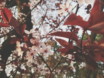 Low angle view of cherry blossoms