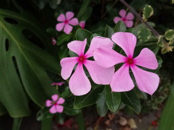 Close-up of frangipani blooming outdoors