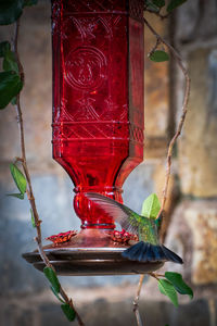 Close-up of bird feeder