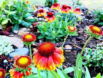 High angle view of coneflowers blooming on field
