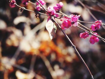 Close-up of pink cherry blossoms in spring