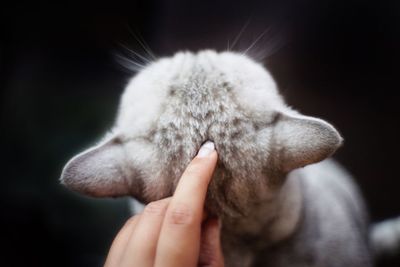 Cropped hand of woman stroking cat at home