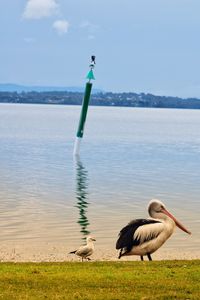 Pelican on the beach