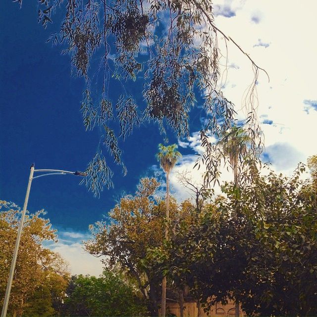 low angle view, tree, sky, blue, growth, branch, nature, day, outdoors, green color, beauty in nature, built structure, sunlight, no people, tranquility, tall - high, high section, clear sky, cloud, cloud - sky