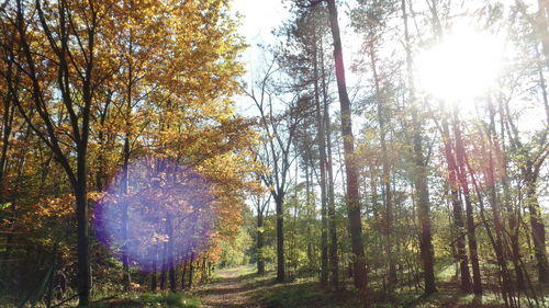 Trees against sky